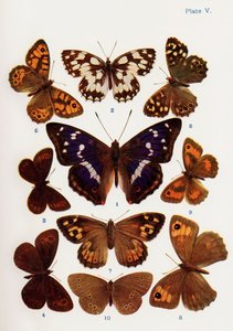 1927年に出版された本「蝶、蛾、その他の昆虫、田舎の生き物」からの蝶のイラストの種類